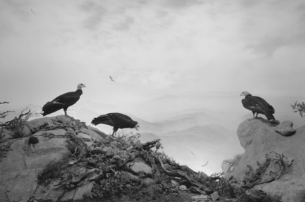 Hiroshi Sugimoto, California Condor (1994), via Pace London
