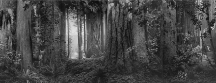 Hiroshi Sugimoto, Olympic Rainforest (2012), via Pace London