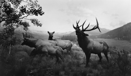 Hiroshi Sugimoto, Wapiti (1980), via Pace London