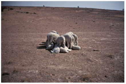 Gabriel Orozco, Common Dream (1996)
