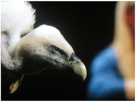 allora & calzadilla_Philadelphia Museum of Art_Intervals_still from Raptor's Rapture, 2012