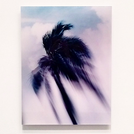 Piotr Uklanski, Untitled (Coconut Tree) (1998), via Art Observed