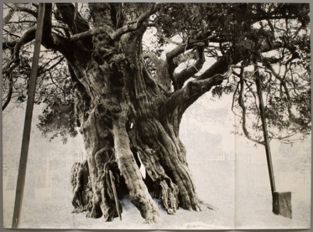 Tacita Dean, Crowhurst (2003), courtesy MoMA