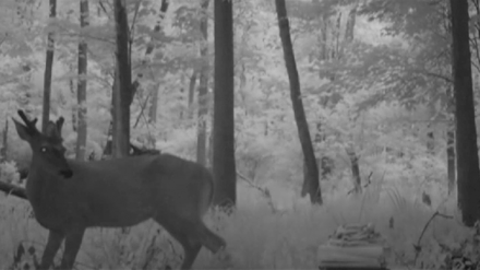 Dana Sherwood, The Wild and the Tame (2015)