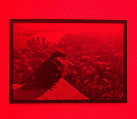 Lizzy Bougatsos, Working Class Bird (2016), via Rae Wang for Art Observed