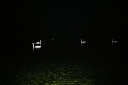 Ryan Foerster, Night Swans (2004-2022), via Martos