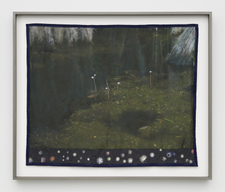 Erin Jane Nelson, Bladderwort (2023), via Chapter NY