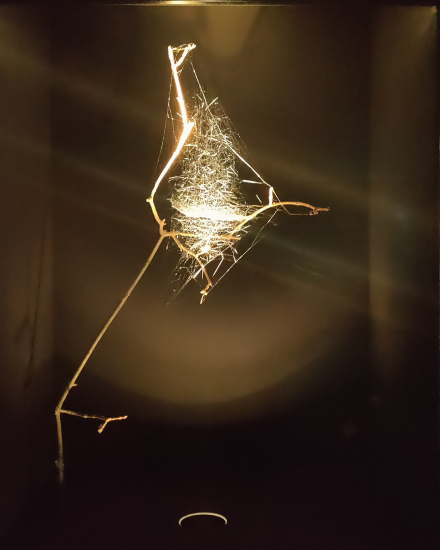 Tanya Bonakdar, Tomas Saraceno2